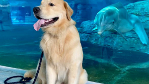 Illustration : "Après avoir fait connaissance par webcam, un Golden Retriever et un dauphin sont heureux de pouvoir enfin se rencontrer (vidéo) "