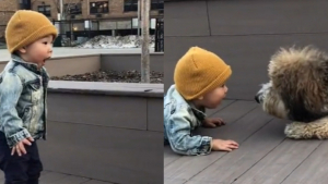 Illustration : "Ce petit garçon est tout excité de rencontrer un chien pour la première fois de sa vie ! (vidéo)"