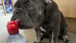Illustration : "Vidéo : depuis qu’il a goûté à l’eau en bouteille, ce chien refuse de boire celle du robinet !"