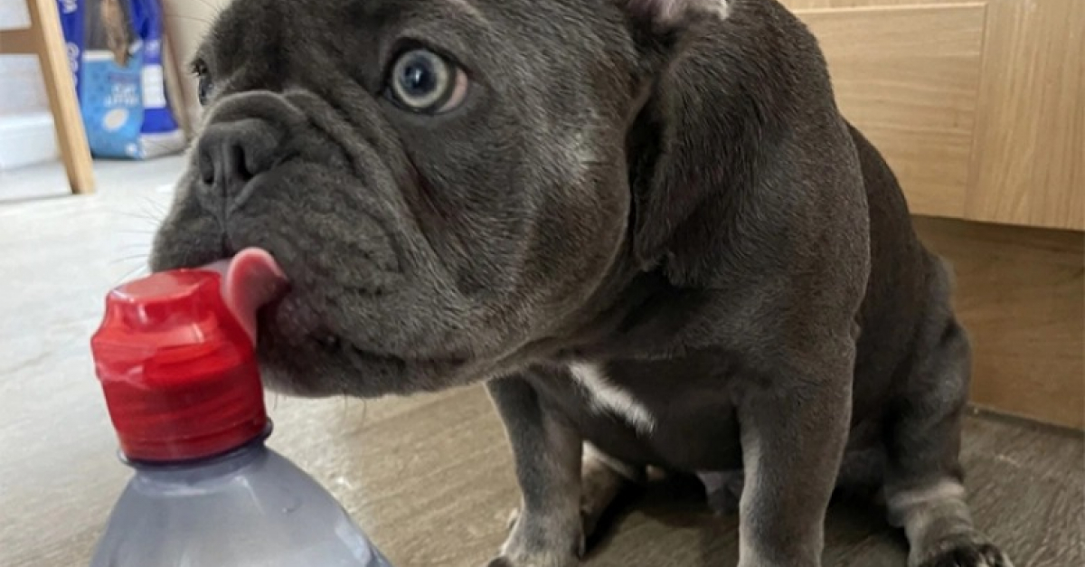 Vidéo depuis qu’il a goûté à l’eau en bouteille, ce chien refuse de boire celle du