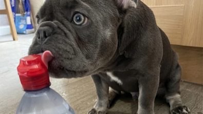Illustration : Vidéo : depuis qu’il a goûté à l’eau en bouteille, ce chien refuse de boire celle du robinet !