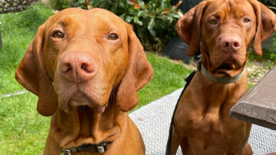 Illustration : "Vidéos : tous les lundis, ces chiens attendent impatiemment les éboueurs pour leur petit rituel !"