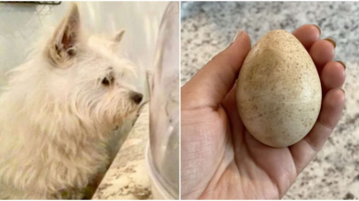 Illustration : "Vidéo : Une chienne trouve un œuf mystérieux dans son jardin, et veille sur lui jusqu’à son éclosion"