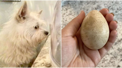 Illustration : Vidéo : Une chienne trouve un œuf mystérieux dans son jardin, et veille sur lui jusqu’à son éclosion