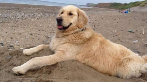 Illustration : "Un chauffeur de taxi accepte de conduire gratuitement une chienne malade à la plage toutes les semaines"