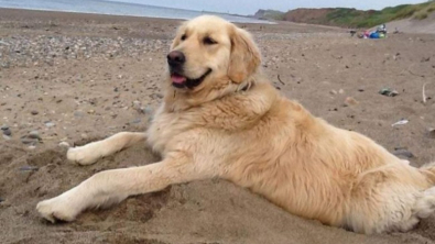 Illustration : "Un chauffeur de taxi accepte de conduire gratuitement une chienne malade à la plage toutes les semaines"