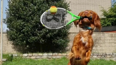 Illustration : "Vidéo : Ce chien fait des parties de tennis avec sa propriétaire et s’amuse comme un fou !"