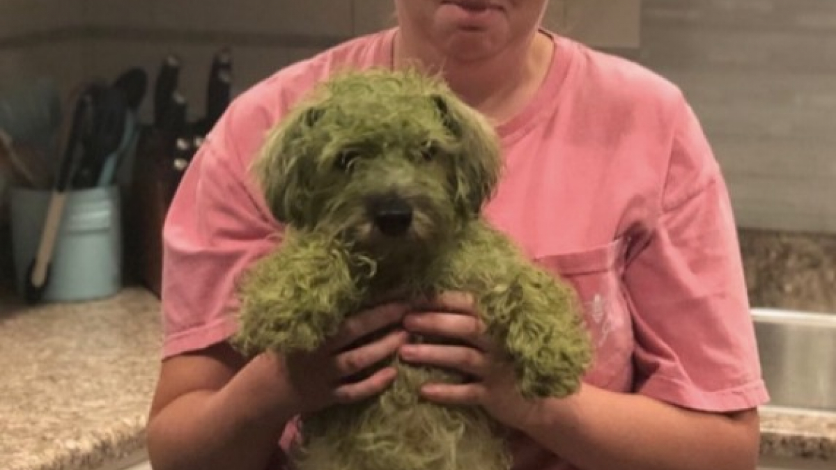 Un chien se roule dans l’herbe au point de devenir totalement vert