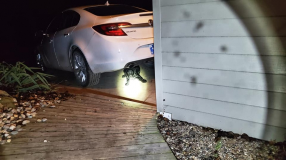 Illustration : En pleine nuit, un homme trouve un Labrador apeuré sous sa voiture et tente de comprendre ce qu’il lui est arrivé