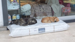 Illustration : "Devant ce magasin de meuble, il y a toujours un matelas pour les chiens errants qui veulent se reposer"