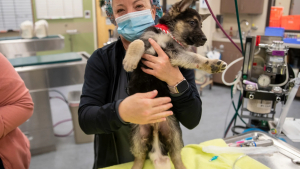 Illustration : "Un chiot né avec 6 pattes, 4 testicules et 2 pénis survit miraculeusement et se fait opérer pour démarrer une nouvelle vie"