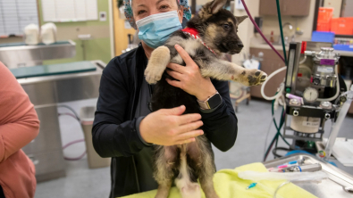 Illustration : "Un chiot né avec 6 pattes, 4 testicules et 2 pénis survit miraculeusement et se fait opérer pour démarrer une nouvelle vie"