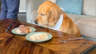 Illustration : "Vidéo : Un chien fait de son mieux pour résister à la tentation de 2 belles pièces de viande situées sous sa truffe"
