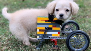 Illustration : "Un jeune garçon construit un fauteuil roulant en briques LEGO pour une chienne handicapée (vidéo)"