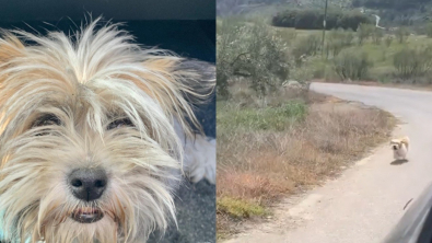 Illustration : "Une chienne livrée à elle-même dans les montagnes s’est faite repérer en courant derrière un véhicule (vidéo)"