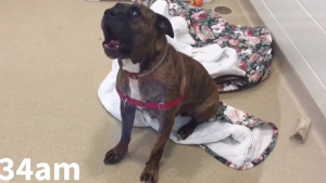 Illustration : "Vidéo : Après 10 mois passés en refuge, et un faux espoir, ce chien n’en peut plus et pleure en permanence "