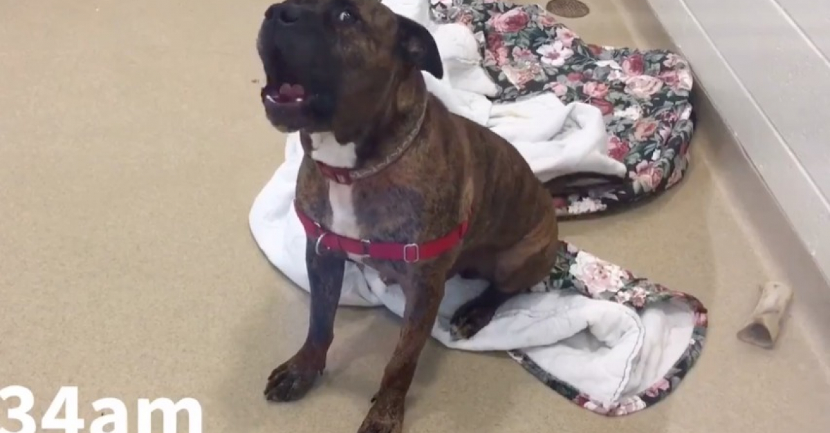 Vidéo Après 10 mois passés en refuge, et un faux espoir, ce chien n’en peut plus et pleure en