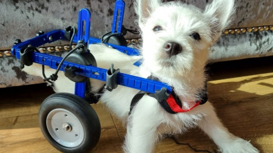 Illustration : "Un formidable élan de générosité permet à une chienne handicapée de marcher à nouveau"