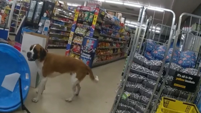 Illustration : "Vidéo : Un gros chien entre dans un magasin et personne n’arrive à le faire sortir ! "