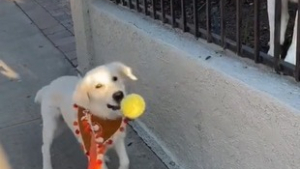 Illustration : "Cette chienne reçoit un cadeau de la part de son voisin canin à chacune de ses promenades (vidéo)"