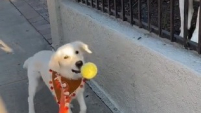 Illustration : "Cette chienne reçoit un cadeau de la part de son voisin canin à chacune de ses promenades (vidéo)"