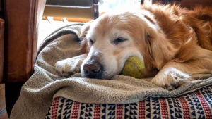 Illustration : "Ce Golden Retriever âgé vit une deuxième jeunesse depuis qu’il a trouvé une famille aimante"