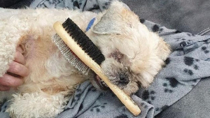 Illustration : "Depuis qu’il a démarré sa nouvelle vie, ce chien abandonné et aveugle ne peut plus se passer d’une brosse qui le réconforte"