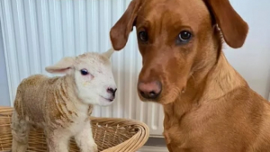 Illustration : "Une chienne prend soin d’un agneau abandonné à la naissance et l’aide à survivre"