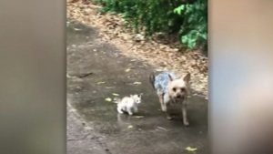 Illustration : "Une chienne à l’instinct maternel porte secours à un chaton lors d'une journée pluvieuse (vidéo)"