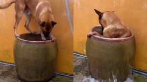 Illustration : "Un Berger Belge Malinois transforme un gros pot de fleurs en une piscine pour se rafraîchir (vidéo)"