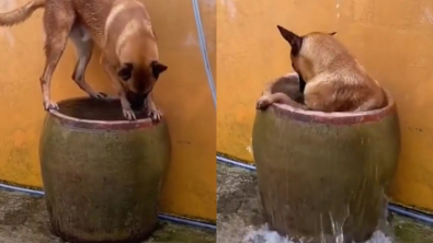 Illustration : "Un Berger Belge Malinois transforme un gros pot de fleurs en une piscine pour se rafraîchir (vidéo)"