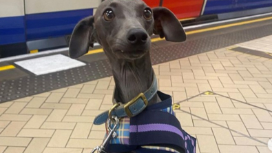 Illustration : "Vidéo : Ce chien transforme le trajet en métro des travailleurs en moment de pur bonheur"