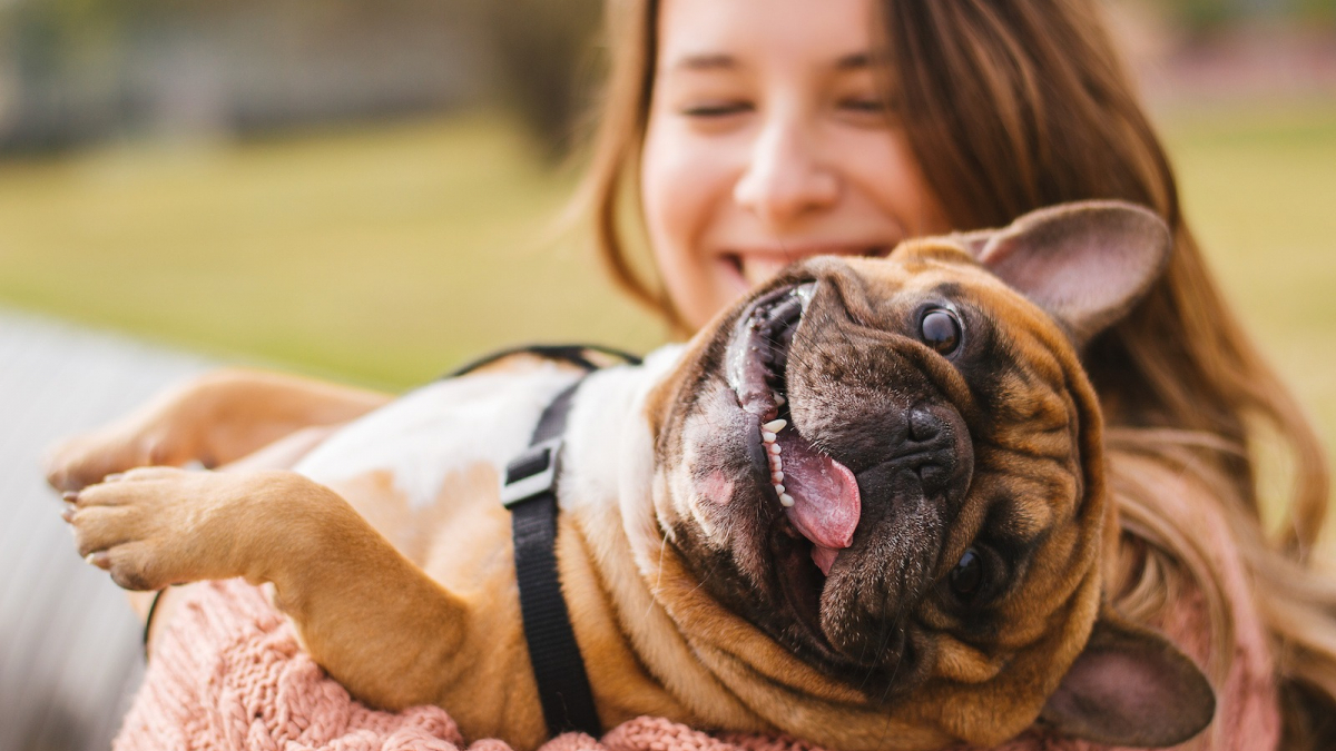 Adopter un chien adulte pourquoi et comment faire