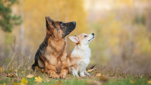 Illustration : "Adopter un chien en fonction de sa taille"