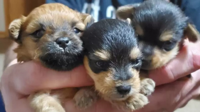 Illustration : "La métamorphose étonnante de trois frères chiots qui ne se ressemblent plus du tout à l'âge adulte"