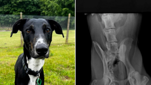 Illustration : "Seule une opération de la hanche pourrait soulager les douleurs de ce chien, qui ne peut pas avoir une vie normale"