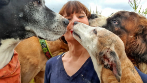 Illustration : "Une femme doit trouver un logement en urgence pour elle et ses 20 chiens, avant que son propriétaire récupère le sien"