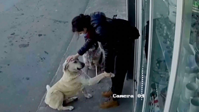Illustration : "Vidéo : Des chiens errants sont au comble du bonheur lorsqu’ils voient la femme qui prend soin d’eux arriver"