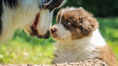Illustration : "Angoissé à l'idée de laisser le chiot seul avec le chien à la maison, un couple installe une caméra de surveillance et découvre une scène irrésistible"