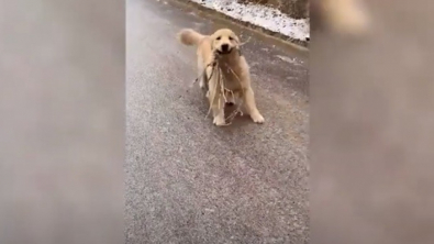 Illustration : "La vidéo hilarante d’un chien qui tente d’apporter une branche à sa maîtresse, mais qui descend toute la rue en glissant"