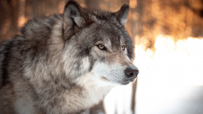 Illustration : "Les origines du chien moderne : selon cette étude il descendrait de deux populations de loups distinctes !"