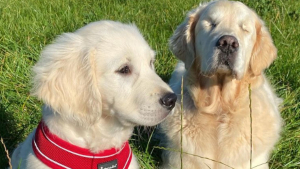 Illustration : "10 photos illustrant la belle amitié entre un chien aveugle et un chiot devenu son guide"