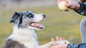 Illustration : "Apprendre les ordres de base à son chien"