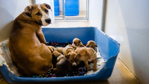 Illustration : "Un voisin remarque une maman chien avec la peau sur les os et ses 7 petits dans un jardin, il décide d'appeler à l'aide"