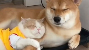Illustration : "Une vidéo montrant l’amour fusionnel entre un chien et un chat fait fondre le cœur des internautes"