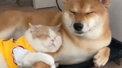 Illustration : "Une vidéo montrant l’amour fusionnel entre un chien et un chat fait fondre le cœur des internautes"