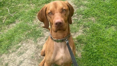 Illustration : "Un chien échappe de peu à un destin tragique en s'empalant sur un bâton pendant sa promenade quotidienne"