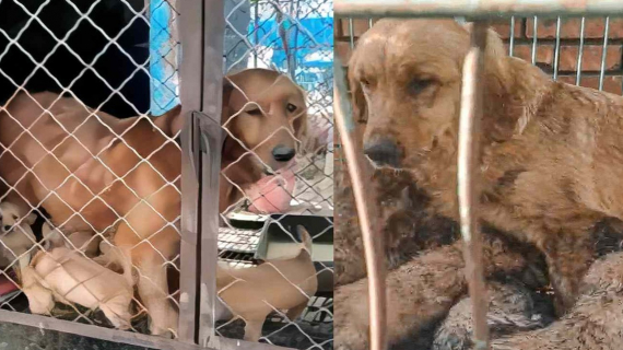 Une association intervient en urgence pour tenter de sauver près de 70 chiens de l'abattoir