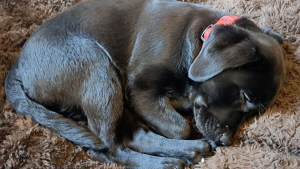 Illustration : "20 photos de chiens qui sont sur le point de perdre leur épique bataille contre le sommeil"