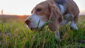 Illustration : "Mon chien mange de l'herbe"